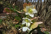 26 Estese fioriture di Rose di Natale -Ellebori (Helleborus niger)